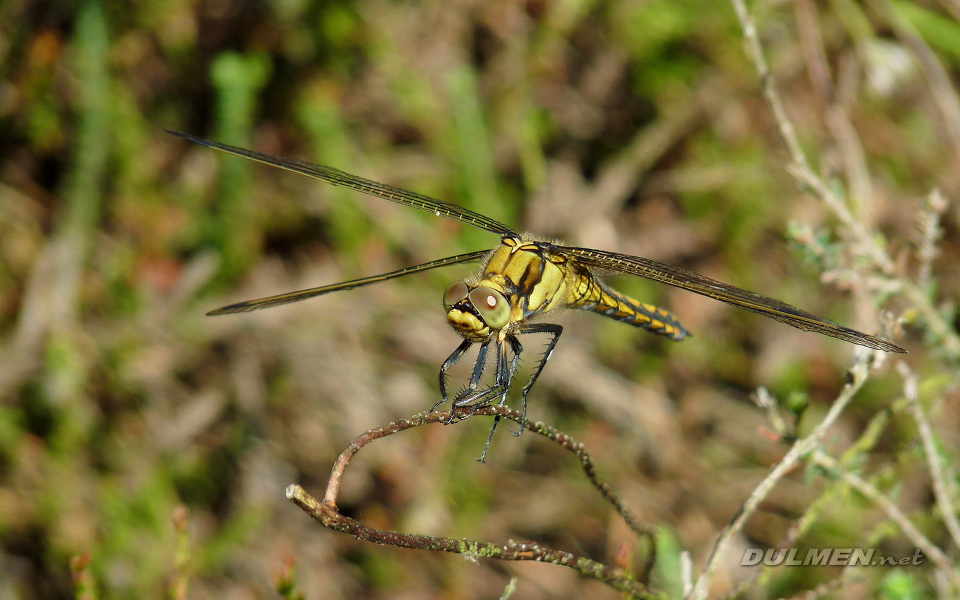 Black-tailed Skimmer (Female, Orthetrum cancellatum)